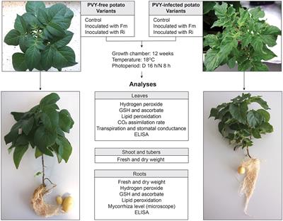 AMF species do matter: Rhizophagus irregularis and Funneliformis mosseae affect healthy and PVY-infected Solanum tuberosum L. in a different way